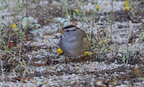 iNaturalist observation photo of White-crowned Sparrow