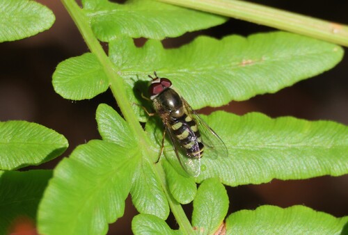 iNaturalist observation photo of Common Loopwing Aphideater