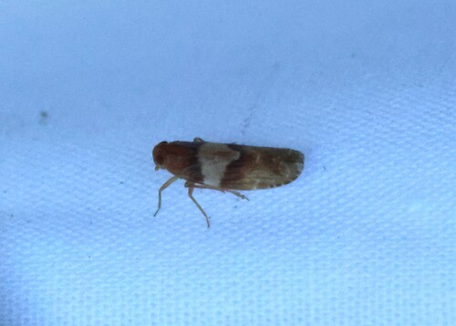 iNaturalist observation photo of Synecdoche cara