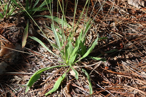 iNaturalist observation photo of ribwort plantain