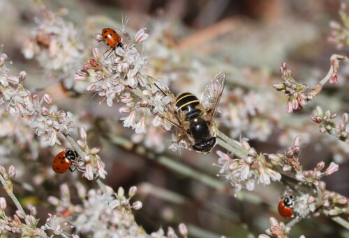 iNaturalist observation photo of Drone Flies