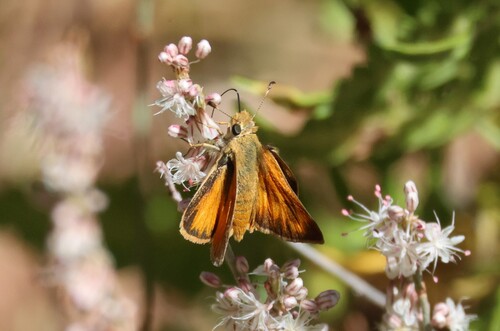 iNaturalist observation photo of Woodland Skipper