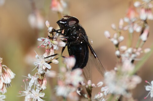 iNaturalist observation photo of Purple Bromeliad Fly