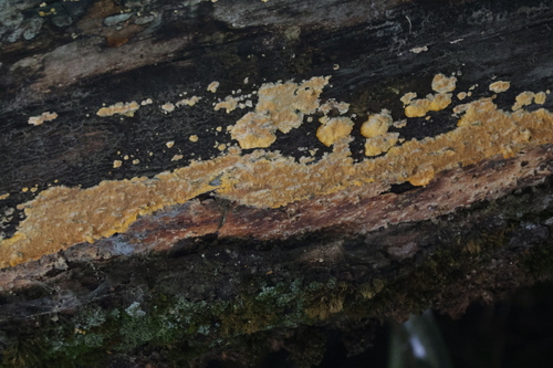 iNaturalist observation photo of Shelf Fungi