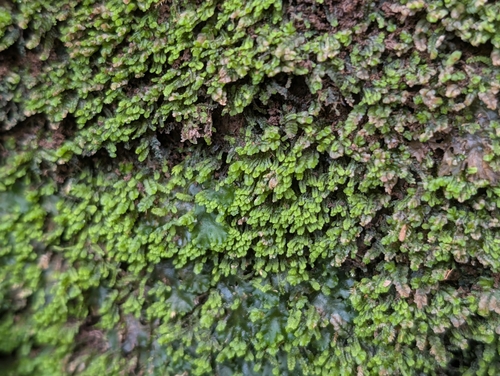 Solenostoma exsertum, 2025-09-27