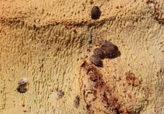 Sciocoris sideritidis