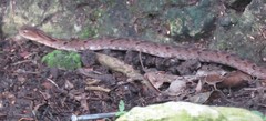 Xenodon rabdocephalus