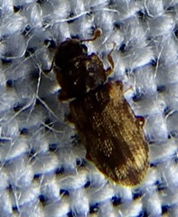 Synchita undata