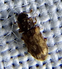 Synchita undata