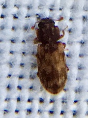 Synchita undata