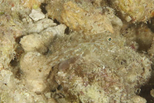 Fusigobius humeralis observed 2025-09-14