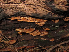 Spongiporus leucospongia