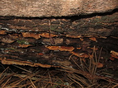 Spongiporus leucospongia