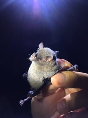 Lonchophylla dekeyseri