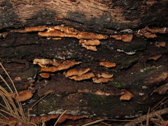 Spongiporus leucospongia