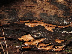 Spongiporus leucospongia