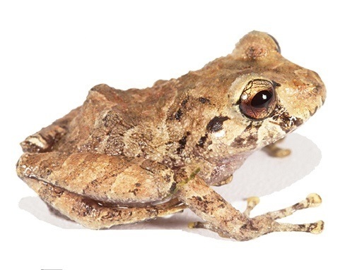 Malli's Rain Frog
