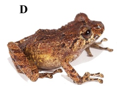 Malli's Rain Frog photo 2