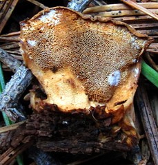 Spongiporus leucospongia