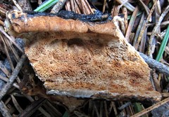 Spongiporus leucospongia