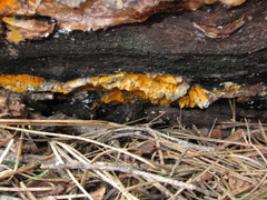 Spongiporus leucospongia