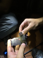 Lonchophylla dekeyseri