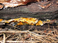 Spongiporus leucospongia