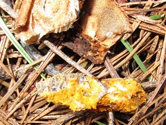 Spongiporus leucospongia