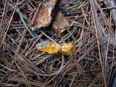 Spongiporus leucospongia