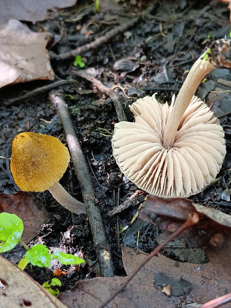 Entoloma versatile
