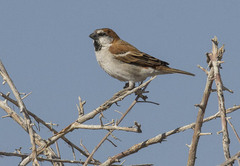Passer motitensis