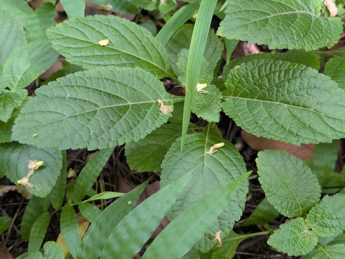 Hyptis capitata observed 2025-09-27