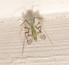 Stenochironomus hilaris