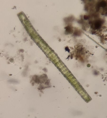 Pleurotaenium trochiscum
