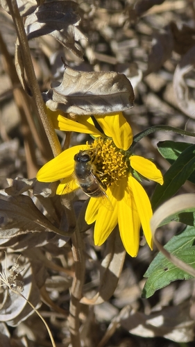 Unknown species found near Teton County, US-WY, US