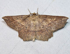 Euchlaena pectinaria