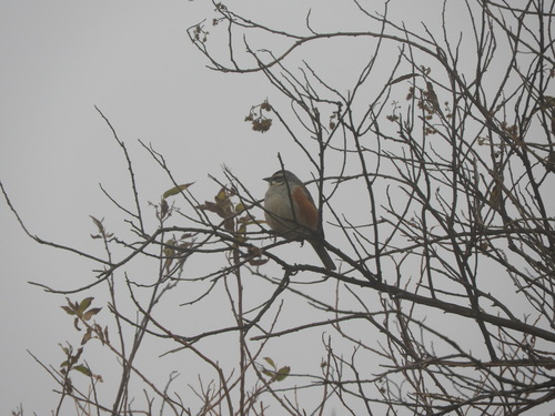 Rufous-sided Warbling Finch (Poospizopsis hypocondria), photo 10