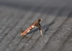 Caloptilia bimaculatella