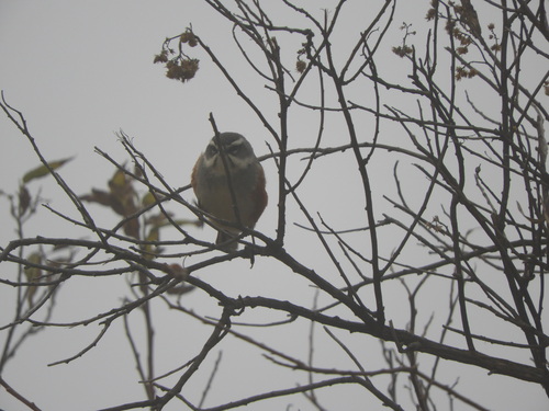 Monterita Pechigrís (Poospizopsis hypochondria)