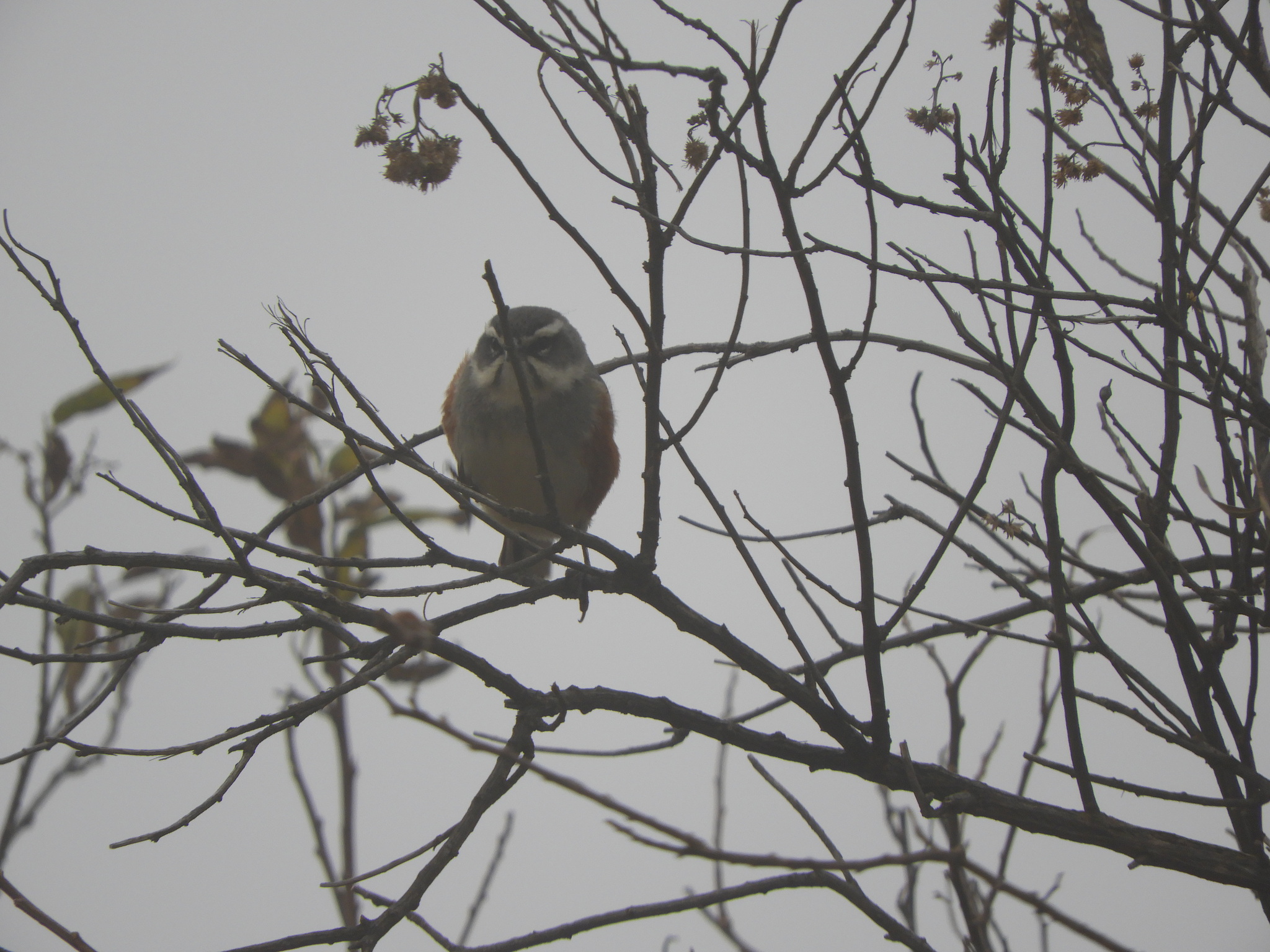 Rufous-sided Warbling Finch illustration