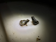 Physalaemus cuvieri