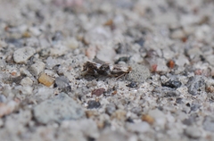 Bucculatrix canadensisella
