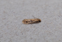 Niditinea orleansella