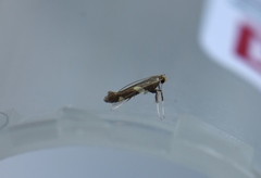 Caloptilia cornusella