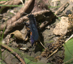 Psorthaspis brimleyi