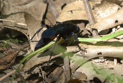 Psorthaspis brimleyi