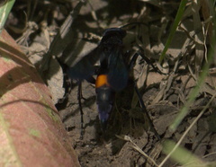 Psorthaspis brimleyi