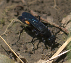 Psorthaspis brimleyi