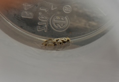 Nemapogon granella