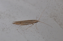 Coleophora borea